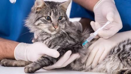Прививки для кошки химки thumbnail